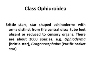 Class Ophiuroidea

Brittle stars, star shaped echinoderms with
  arms distinct from the central disc; tube feet
  absent or reduced to censory organs. There
  are about 2000 species. e.g. Ophioderma
  (brittle star), Gorgonocephalus (Pacific basket
  star)
 