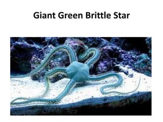 Giant Green Brittle Star
 