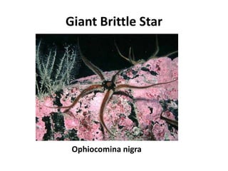 Giant Brittle Star




 Ophiocomina nigra
 