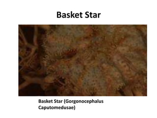 Basket Star




Basket Star (Gorgonocephalus
Caputomedusae)
 