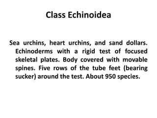 Class Echinoidea

Sea urchins, heart urchins, and sand dollars.
  Echinoderms with a rigid test of focused
  skeletal plates. Body covered with movable
  spines. Five rows of the tube feet (bearing
  sucker) around the test. About 950 species.
 