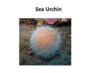 Sea Urchin
 