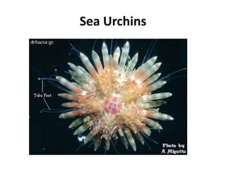 Sea Urchins
 