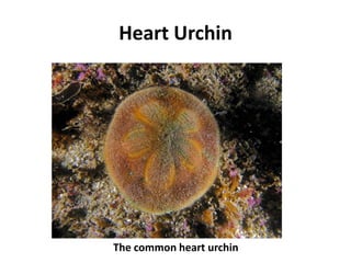 Heart Urchin




The common heart urchin
 