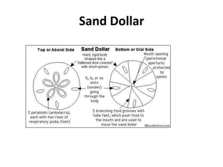 Sand Dollar
 
