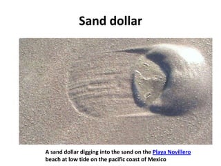 Sand dollar




A sand dollar digging into the sand on the Playa Novillero
beach at low tide on the pacific coast of Mexico
 