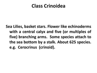 Class Crinoidea


Sea Lilies, basket stars. Flower like echinoderms
  with a central calyx and five (or multiples of
  five) branching arms. Some species attach to
  the sea bottom by a stalk. About 625 species.
  e.g. Cerocrinus (crinoid).
 