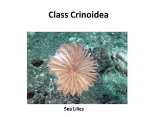 Class Crinoidea




   Sea Lilies
 