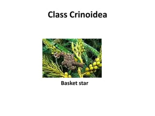 Class Crinoidea




   Basket star
 