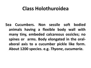 Class Holothuroidea

Sea Cucumbers. Non sessile soft bodied
  animals having a flexible body wall with
  many tiny, embeded calcareous ossicles; no
  spines or arms. Body elongated in the oral-
  aboral axis to a cucumber pickle like form.
  About 1200 species. e.g. Thyone, cucumaria.
 