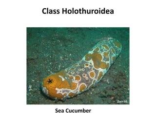 Class Holothuroidea




   Sea Cucumber
 