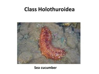 Class Holothuroidea




   Sea cucumber
 