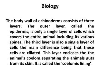Biology

The body wall of echinoderms consists of three
  layers. The outer layer, called the
  epidermis, is only a single layer of cells which
  covers the entire animal including its various
  spines. The third layer is also a single layer of
  cells the main difference being that these
  cells are ciliated. This layer encloses the the
  animal's coelom separating the animals guts
  from its skin. It is called the 'coelomic lining'
 
