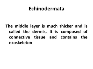 Echinodermata


The middle layer is much thicker and is
 called the dermis. It is composed of
 connective tissue and contains the
 exoskeleton
 