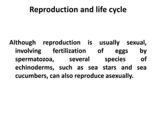 Reproduction and life cycle


Although reproduction is usually sexual,
  involving   fertilization  of    eggs    by
  spermatozoa,       several    species    of
  echinoderms, such as sea stars and sea
  cucumbers, can also reproduce asexually.
 
