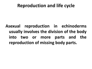 Reproduction and life cycle


Asexual reproduction in echinoderms
 usually involves the division of the body
 into two or more parts and the
 reproduction of missing body parts.
 