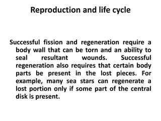 Reproduction and life cycle


Successful fission and regeneration require a
  body wall that can be torn and an ability to
  seal      resultant    wounds.     Successful
  regeneration also requires that certain body
  parts be present in the lost pieces. For
  example, many sea stars can regenerate a
  lost portion only if some part of the central
  disk is present.
 