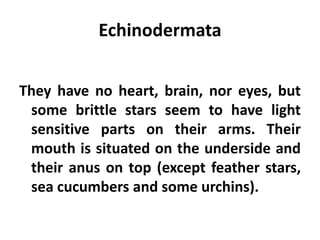 Echinodermata


They have no heart, brain, nor eyes, but
 some brittle stars seem to have light
 sensitive parts on their arms. Their
 mouth is situated on the underside and
 their anus on top (except feather stars,
 sea cucumbers and some urchins).
 