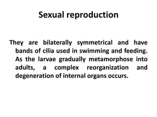 Sexual reproduction

They are bilaterally symmetrical and have
  bands of cilia used in swimming and feeding.
  As the larvae gradually metamorphose into
  adults, a complex reorganization and
  degeneration of internal organs occurs.
 