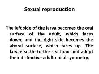 Sexual reproduction


The left side of the larva becomes the oral
 surface of the adult, which faces
 down, and the right side becomes the
 aboral surface, which faces up. The
 larvae settle to the sea floor and adopt
 their distinctive adult radial symmetry.
 