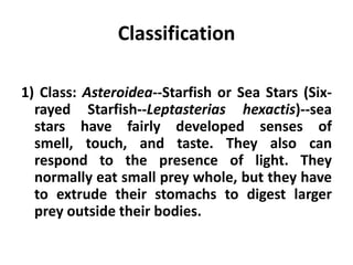 Classification

1) Class: Asteroidea--Starfish or Sea Stars (Six-
  rayed Starfish--Leptasterias hexactis)--sea
  stars have fairly developed senses of
  smell, touch, and taste. They also can
  respond to the presence of light. They
  normally eat small prey whole, but they have
  to extrude their stomachs to digest larger
  prey outside their bodies.
 