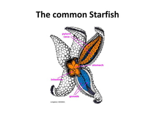 The common Starfish
 