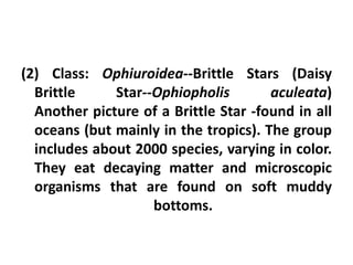 (2) Class: Ophiuroidea--Brittle Stars (Daisy
  Brittle     Star--Ophiopholis        aculeata)
  Another picture of a Brittle Star -found in all
  oceans (but mainly in the tropics). The group
  includes about 2000 species, varying in color.
  They eat decaying matter and microscopic
  organisms that are found on soft muddy
                    bottoms.
 