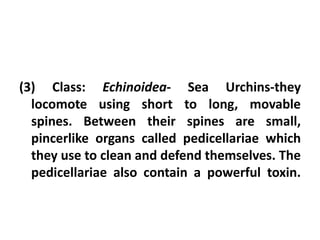 (3) Class: Echinoidea- Sea Urchins-they
  locomote using short to long, movable
  spines. Between their spines are small,
  pincerlike organs called pedicellariae which
  they use to clean and defend themselves. The
  pedicellariae also contain a powerful toxin.
 