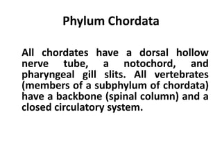 Phylum Chordata

All chordates have a dorsal hollow
nerve tube, a notochord, and
pharyngeal gill slits. All vertebrates
(members of a subphylum of chordata)
have a backbone (spinal column) and a
closed circulatory system.
 