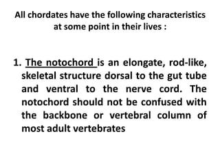 All chordates have the following characteristics
          at some point in their lives :


1. The notochord is an elongate, rod-like,
  skeletal structure dorsal to the gut tube
  and ventral to the nerve cord. The
  notochord should not be confused with
  the backbone or vertebral column of
  most adult vertebrates
 