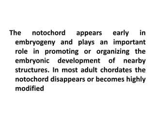 The notochord appears early in
 embryogeny and plays an important
 role in promoting or organizing the
 embryonic development of nearby
 structures. In most adult chordates the
 notochord disappears or becomes highly
 modified
 