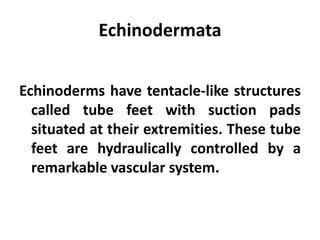 Echinodermata


Echinoderms have tentacle-like structures
  called tube feet with suction pads
  situated at their extremities. These tube
  feet are hydraulically controlled by a
  remarkable vascular system.
 