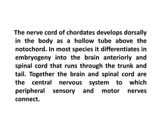 The nerve cord of chordates develops dorsally
in the body as a hollow tube above the
notochord. In most species it differentiates in
embryogeny into the brain anteriorly and
spinal cord that runs through the trunk and
tail. Together the brain and spinal cord are
the central nervous system to which
peripheral sensory and motor nerves
connect.
 