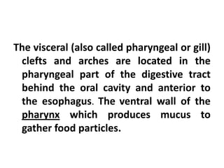 The visceral (also called pharyngeal or gill)
 clefts and arches are located in the
 pharyngeal part of the digestive tract
 behind the oral cavity and anterior to
 the esophagus. The ventral wall of the
 pharynx which produces mucus to
 gather food particles.
 