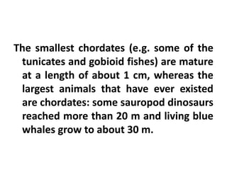 The smallest chordates (e.g. some of the
 tunicates and gobioid fishes) are mature
 at a length of about 1 cm, whereas the
 largest animals that have ever existed
 are chordates: some sauropod dinosaurs
 reached more than 20 m and living blue
 whales grow to about 30 m.
 