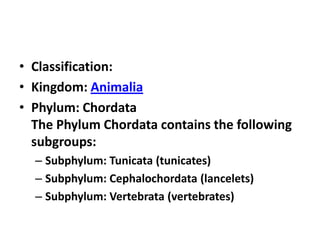 • Classification:
• Kingdom: Animalia
• Phylum: Chordata
  The Phylum Chordata contains the following
  subgroups:
  – Subphylum: Tunicata (tunicates)
  – Subphylum: Cephalochordata (lancelets)
  – Subphylum: Vertebrata (vertebrates)
 