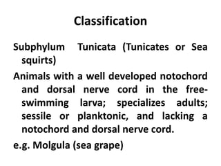 Classification
Subphylum Tunicata (Tunicates or Sea
  squirts)
Animals with a well developed notochord
  and dorsal nerve cord in the free-
  swimming larva; specializes adults;
  sessile or planktonic, and lacking a
  notochord and dorsal nerve cord.
e.g. Molgula (sea grape)
 