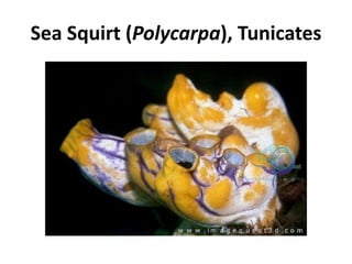 Sea Squirt (Polycarpa), Tunicates
 