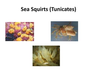 Sea Squirts (Tunicates)
 
