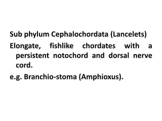 Sub phylum Cephalochordata (Lancelets)
Elongate, fishlike chordates with a
  persistent notochord and dorsal nerve
  cord.
e.g. Branchio-stoma (Amphioxus).
 