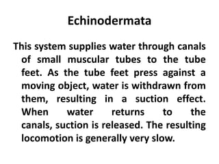 Echinodermata
This system supplies water through canals
 of small muscular tubes to the tube
 feet. As the tube feet press against a
 moving object, water is withdrawn from
 them, resulting in a suction effect.
 When      water      returns    to     the
 canals, suction is released. The resulting
 locomotion is generally very slow.
 