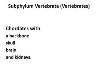Subphylum Vertebrata (Vertebrates)



Chordates with
a backbone
skull
brain
and kidneys.
 