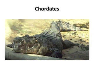 Chordates
 