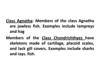 Class Agnatha: Members of the class Agnatha
  are jawless fish. Examples include lampreys
  and hag
Members of the Class Chondrichthyes have
  skeletons made of cartilage, placoid scales,
  and lack gill covers. Examples include sharks
  and rays. fish.
 