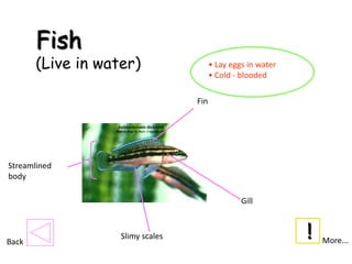 Fish
       (Live in water)                  • Lay eggs in water
                                        • Cold - blooded

                                  Fin




Streamlined
body

                                                 Gill



Back
                   Slimy scales                               !   More...
 
