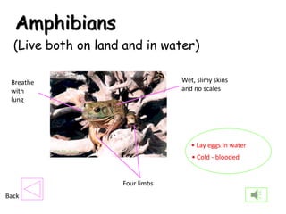 Amphibians
  (Live both on land and in water)

 Breathe                         Wet, slimy skins
 with                            and no scales
 lung




                                    • Lay eggs in water
                                    • Cold - blooded


                    Four limbs
Back
 