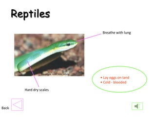 Reptiles
                            Breathe with lung




                           • Lay eggs on land
                           • Cold - blooded
         Hard dry scales



Back
 