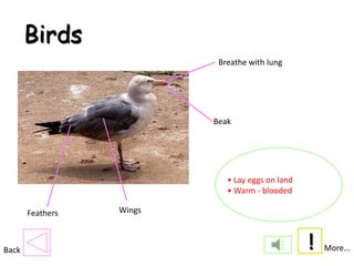 Birds
                           Breathe with lung




                          Beak




                             • Lay eggs on land
                             • Warm - blooded

       Feathers   Wings



Back                                              !   More...
 