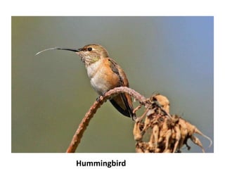 Hummingbird
 