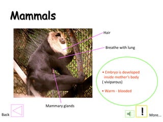 Mammals
                             Hair


                              Breathe with lung




                             • Embryo is developed
                               inside mother’s body
                             ( viviparous)

                             • Warm - blooded


            Mammary glands

Back                                                  !   More...
 
